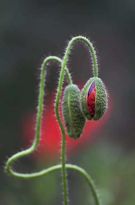 Poppy, Papaver rhoeas. 