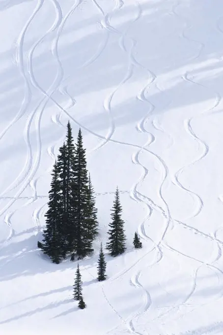 Trees and tracks in snow, Paradise Valley; Mount Rainier National Park, Washington. 