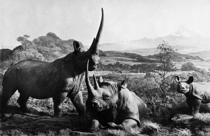 Africa, kenya, rhinos, 1920. 