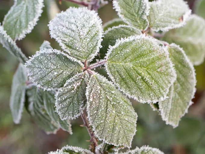 Frosted Cow Parsley in Radley Village, Oxfordshire