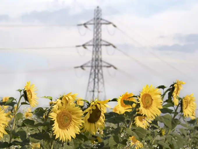 A glowing field of sunflower and pylon in Lower Radley, Oxfordshire.