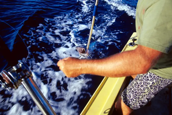 Man Pulling In An Ono While Deep Sea Fishing Off The North Shore Of Oahu, Hawaii.