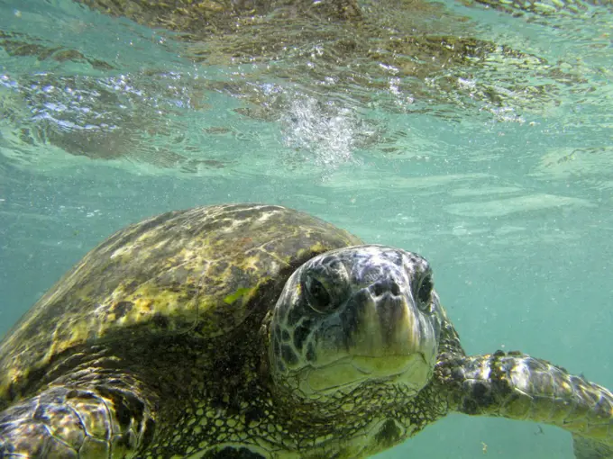 Hawaiian Green Sea Turtle Near The North Shore Of Oahu, Hawaii.