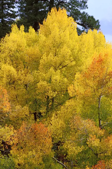 Arizona. Grand Canyon. Aspens. North Rim.