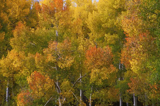 Arizona. Grand Canyon. Aspens.