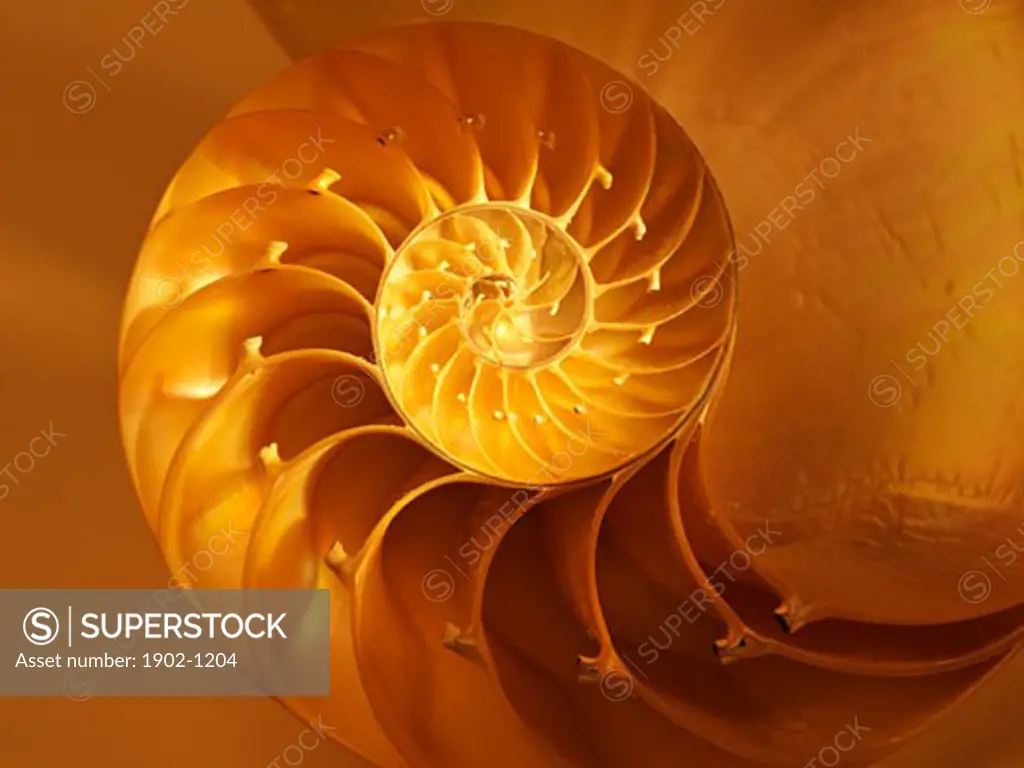 Nautilus Shell bisected in half showing the chambers Nautilus Pompilus Genus Nautilus