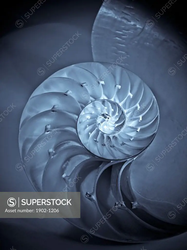 Nautilus Shell bisected in half showing the chambers Nautilus Pompilus Genus Nautilus