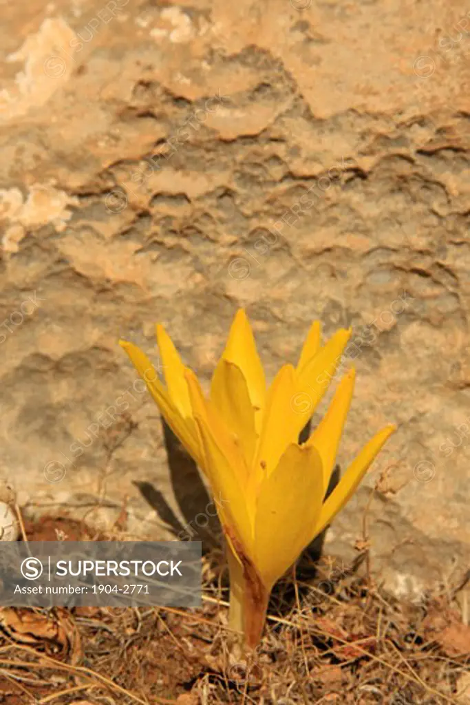 Sternbergia clusiana in the Judean mountains