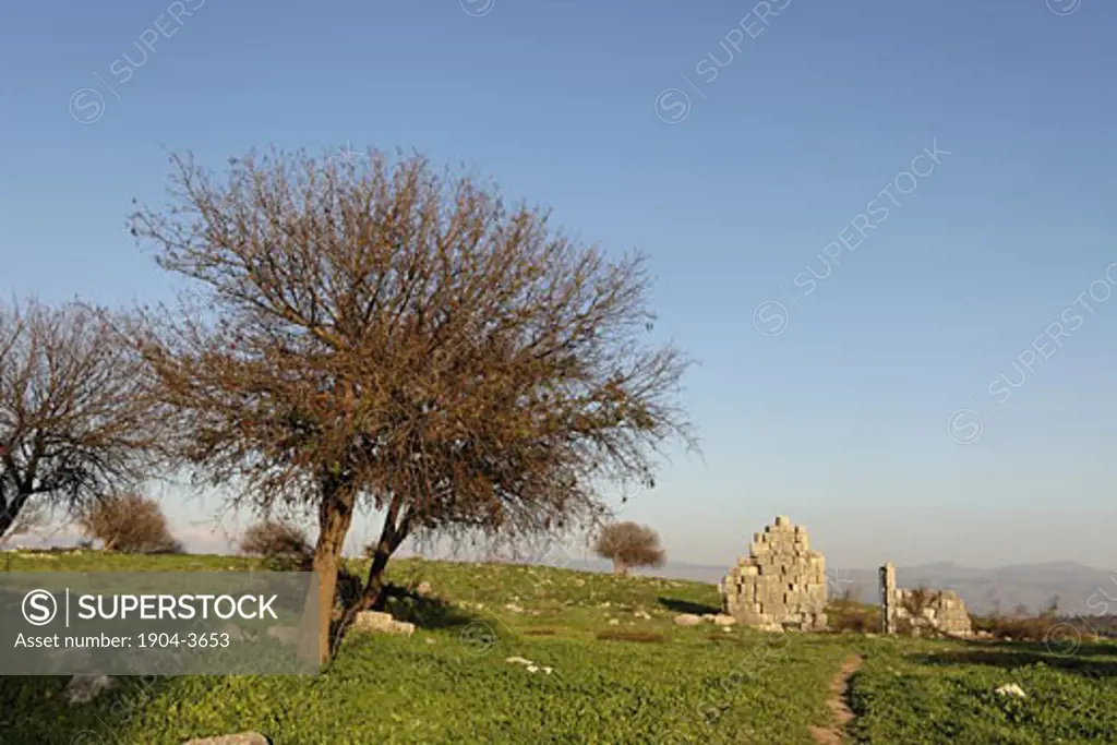 Atlantic Pistachio Pistacia Atlantica tree in Tel Kadesh