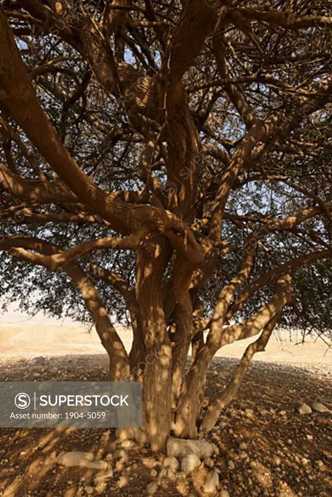 Jericho Balsam tree in the Jordan Valley