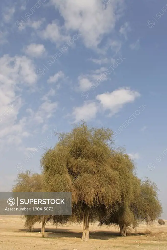 Jericho Balsam trees in the Jordan Valley