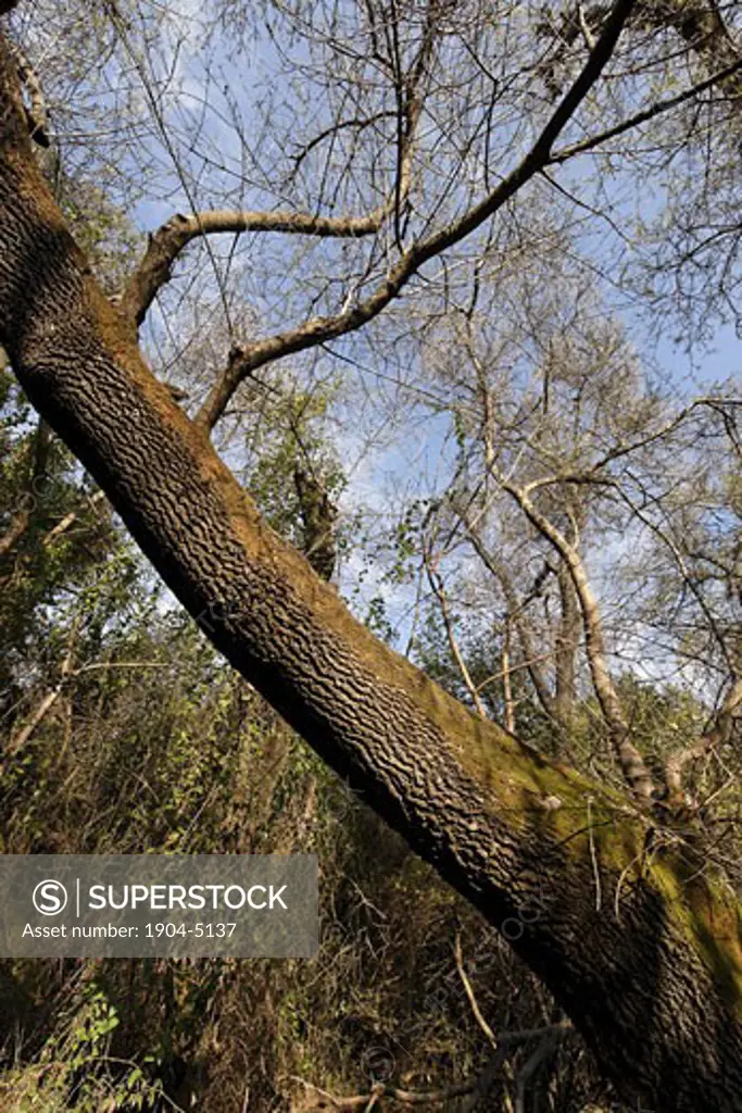 Syrian Ash tree in Tel Dan