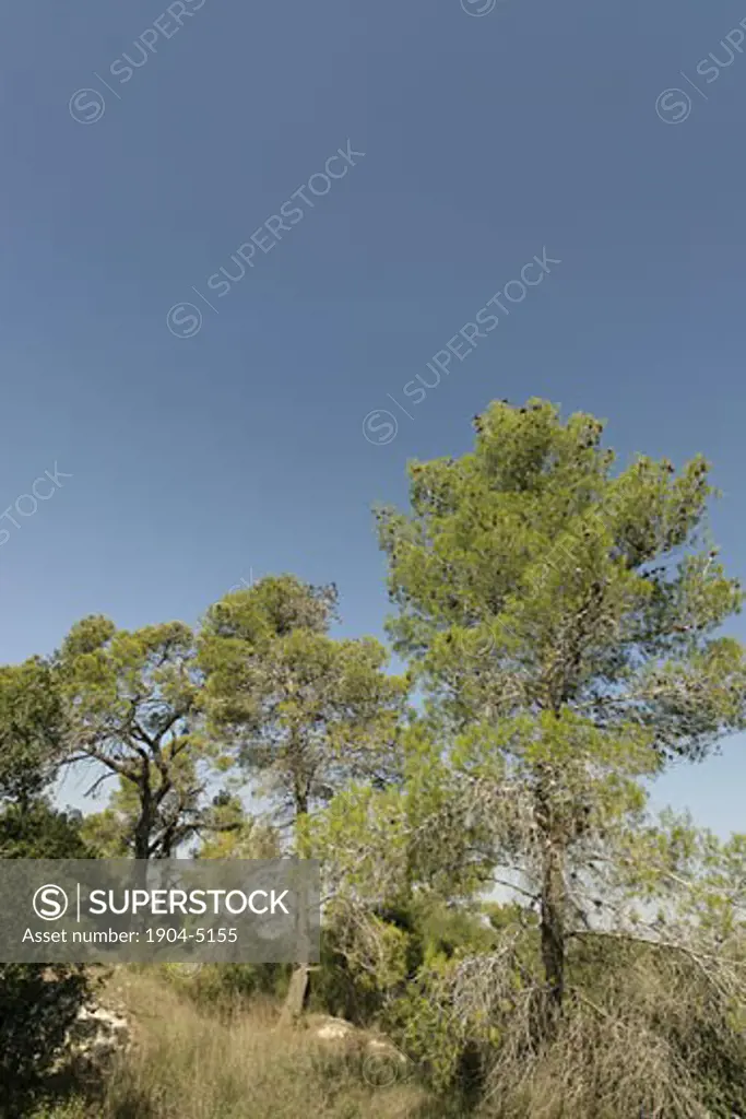 Aleppo Pine Tree in the Jerusalem Mountains