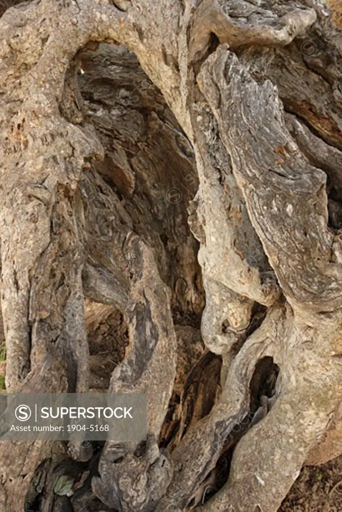 The trunk of a Sycamore tree in Natania