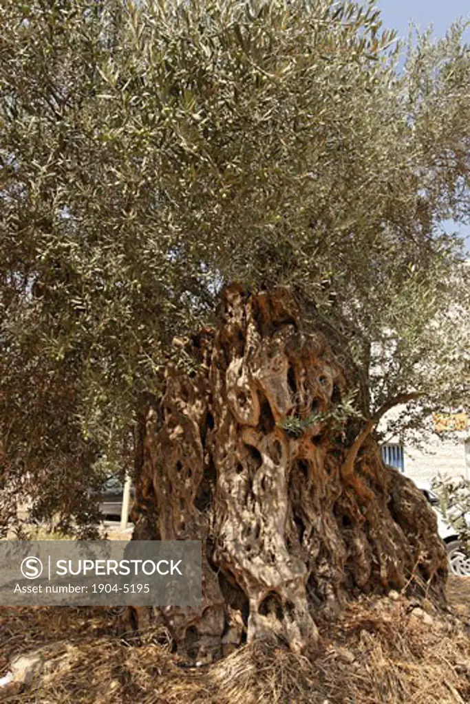 Olive Tree in Arabe