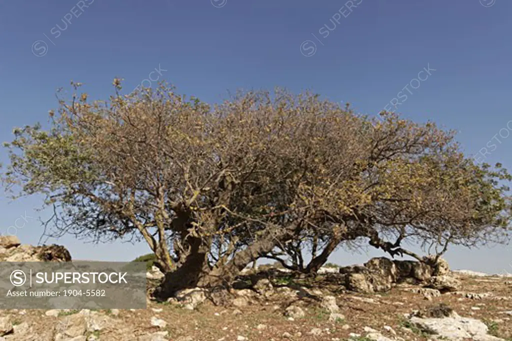 Terebinth tree Pistacia Palaestina in Samaria