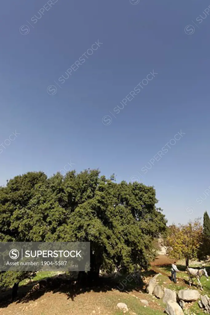 Kermes Oak tree Quercus Caliprinos in Ein Kinia