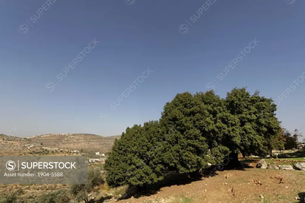 Kermes Oak tree Quercus Caliprinos in Ein Kinia