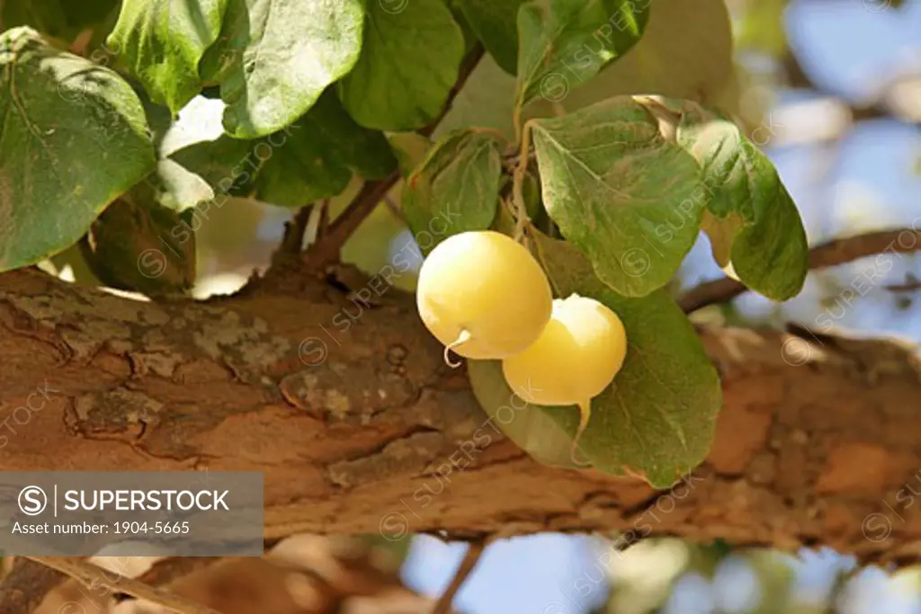 The fruit of a Styrax tree Styrax Officinalis