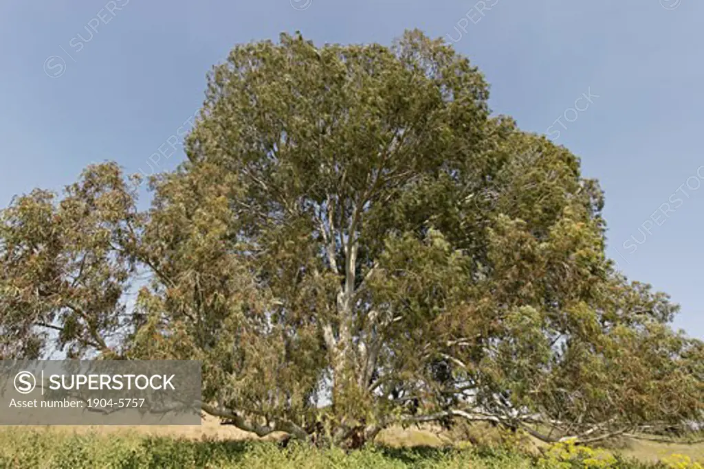 Eucalyptus tree in Wadi Hatzav