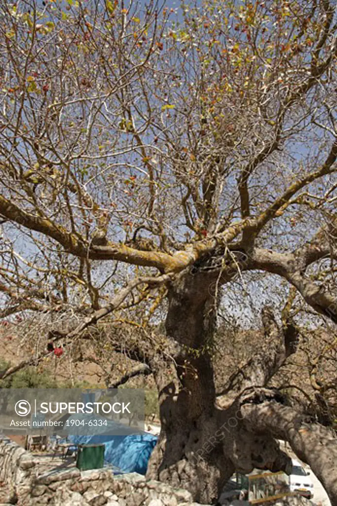 Atlantic Pistachio Pistacia Atlantica tree in Kadita