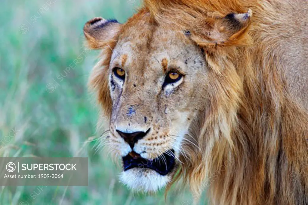 Lion head and mane close-up close up closeup portrait on grassland savannah of the Masai Mara National Nature Reserve on safari in Kenya East Africa