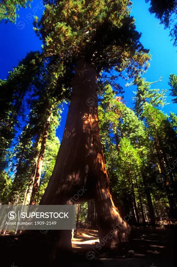 Yosemite National Park Mariposa Giant Sequoia Grove Tunnel Tree California USA United States of America California Tunnel Tree was cut in 1895 for stagecoaches to pass through