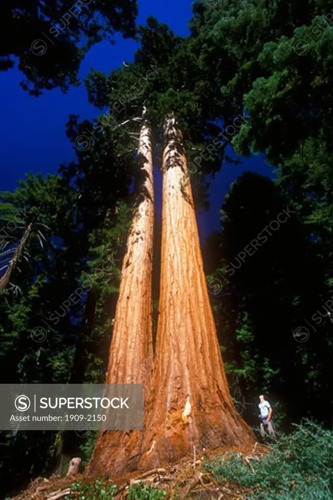 Yosemite National Park Mariposa Giant Sequoia Grove Faithful Couple California USA United States of America The Faithful Couple are two giant sequoias that have fused at the bottom but are separate at the top