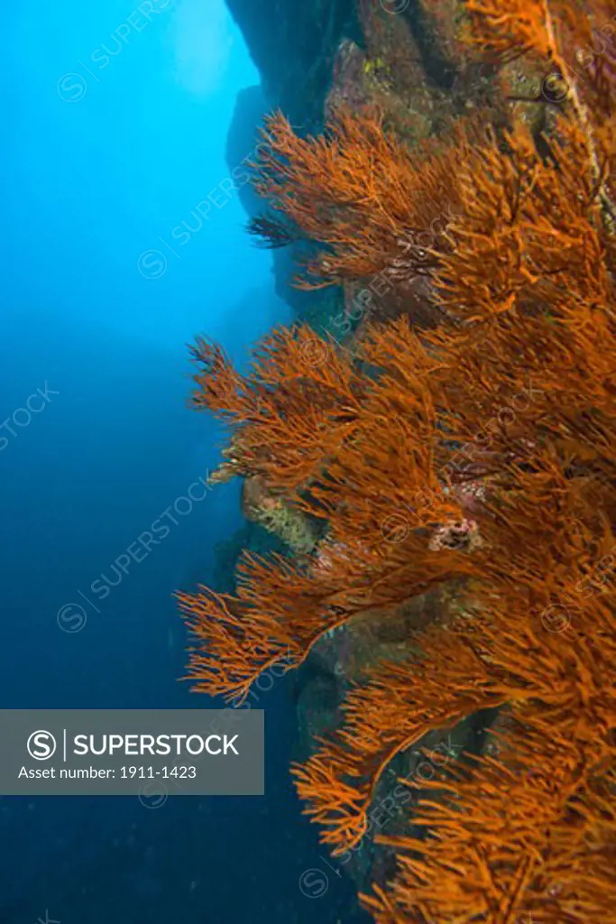 Large Black Coral Tree rarely seen in HI becuase of Black Coral Jewelry trade  Puka Maui Dive  adventure diving with North Shore Explorers  in the rarely dived North Shore of Maui  Hawaii  USA