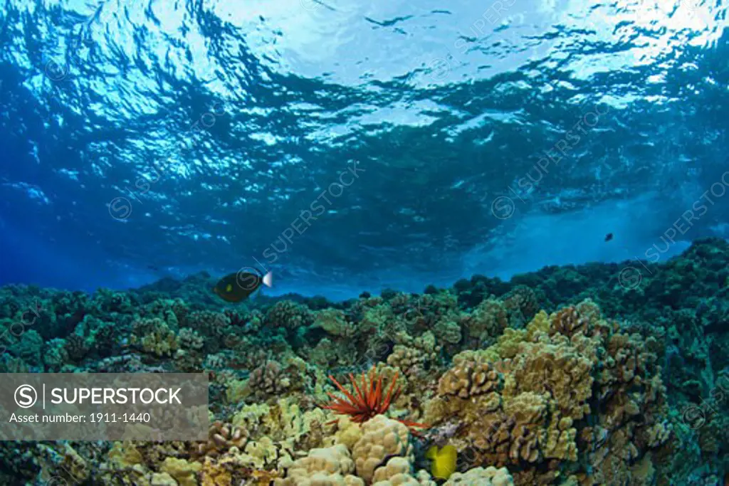 Molokini Crater Bird Sanctuary  South Maui  Hawaii  USA