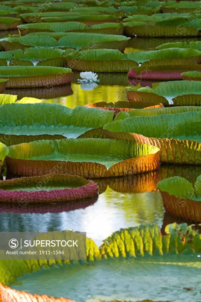 Pond with giant Victoria amazonica water lillies  Sir Seewoosagur Ramgoolam Boatanical Gardens  SSR Botanical Gardens or Royal Botanical Gardens near Pamplemousses  Northern Mauritius  Africa