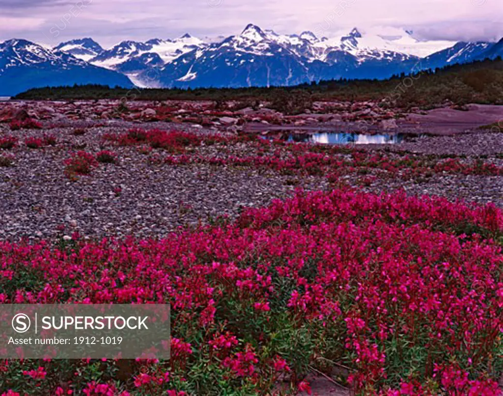 Wildflower Fields at Alaska Lake  Glacier Bay National Park and Preserve  Alaska