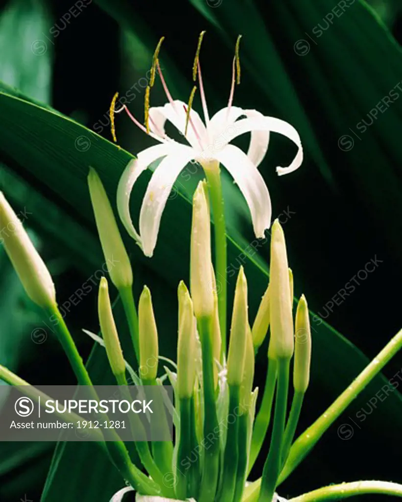 Spider Lily  Hawaii Tropical Botanical Gardens  Island of Hawaii