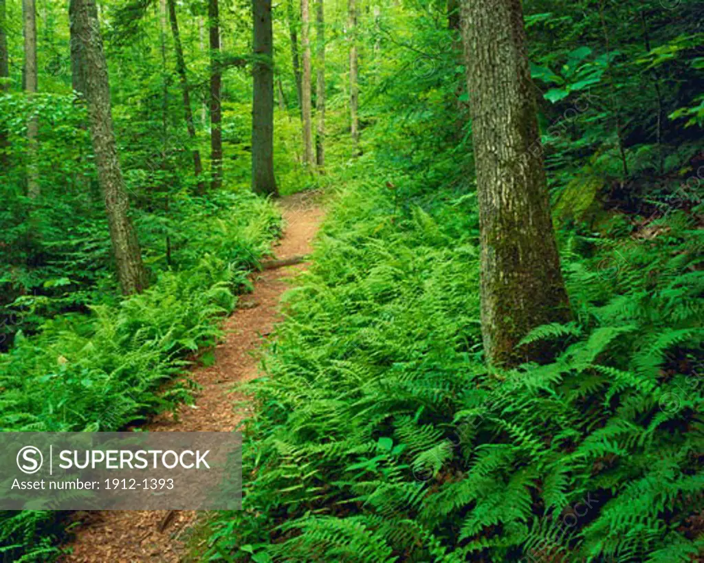 Forest Path in Clifty Wilderness  Daniel Boone National Forest  Red River Gorge National Recreation Area  Kentucky