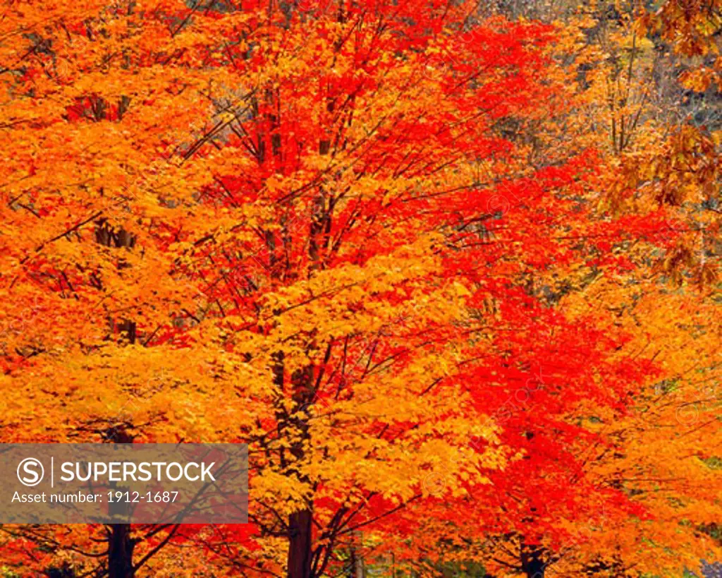 Vibrant Maples in Fall  Worlds End State Park  Loyalsock River  Appalachian Mountains  Pennsylvania