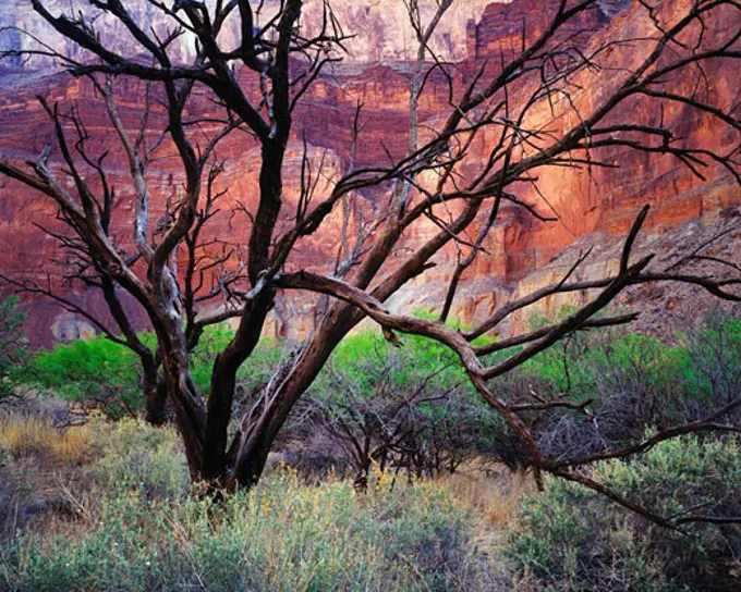 Catclaw Tree Snags  Grand Canyon National Park  Arizona