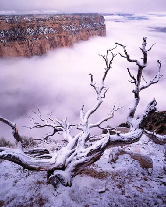 Juniper  Fog  Yaki Point  South Rim  Grand Canyon National Park  Arizona