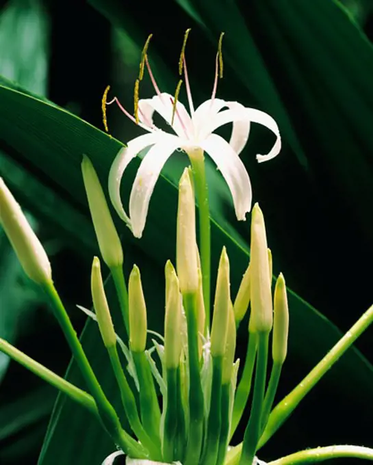 Spider Lily  Hawaii Tropical Botanical Gardens  Island of Hawaii