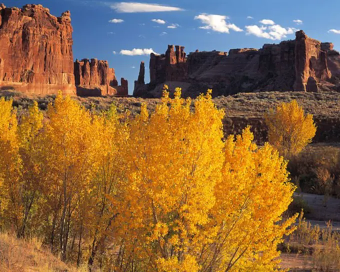 Autumn Cottonwoods  Arches National Park  Utah