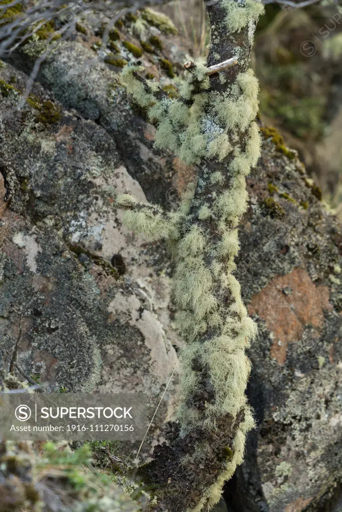 Old Man's Beard, Usnea barbata, is commonly called a tree lichen.  It is very common on the trees in the lenga forests of Patagonia.