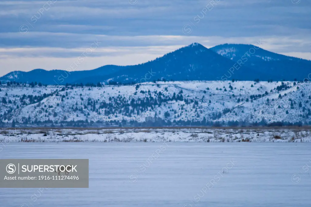 Coyote walking across snow-covered field; Lower Klamath National Wildlife Refuge, California.