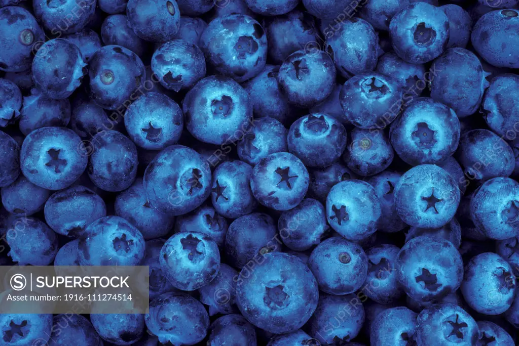 Blueberries from U-Pick farm; Alvadore, Willamette Valley, Oregon.  .