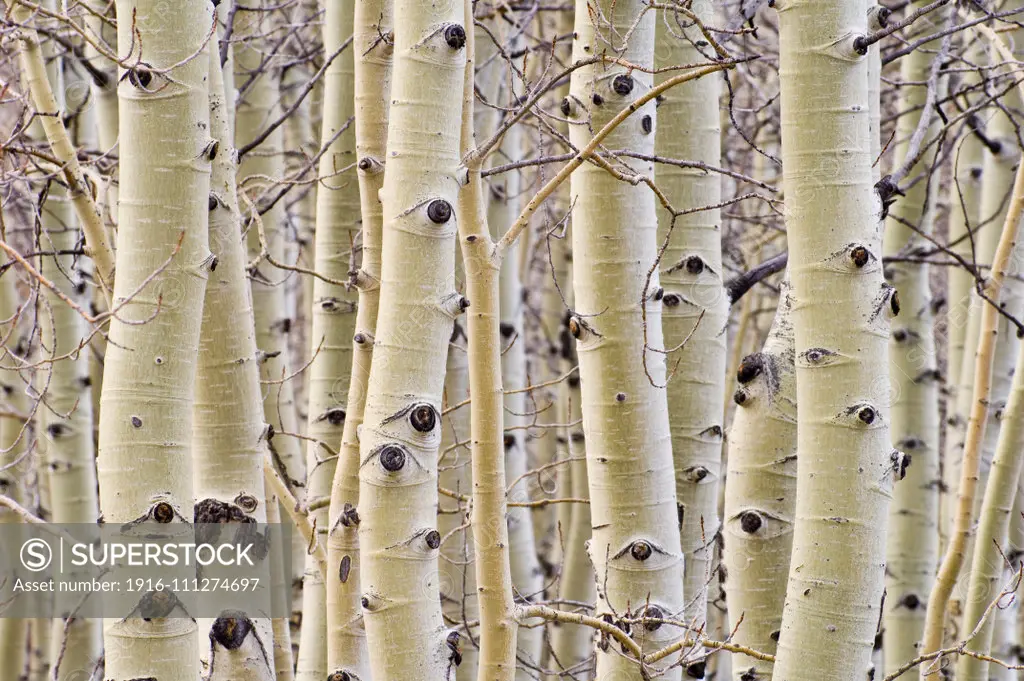 Aspen trees in winter; Hart Mountain National Antelope Refuge, Oregon.