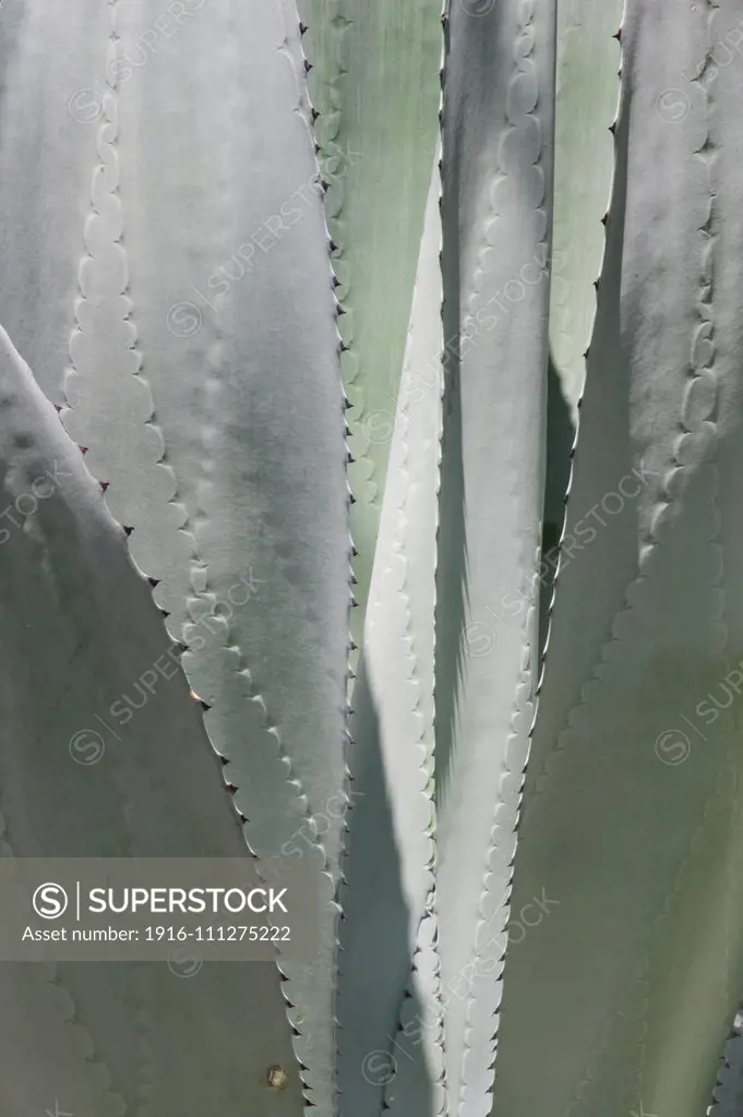 Agave leaves; Lake Chapala, Jalisco, Mexico.