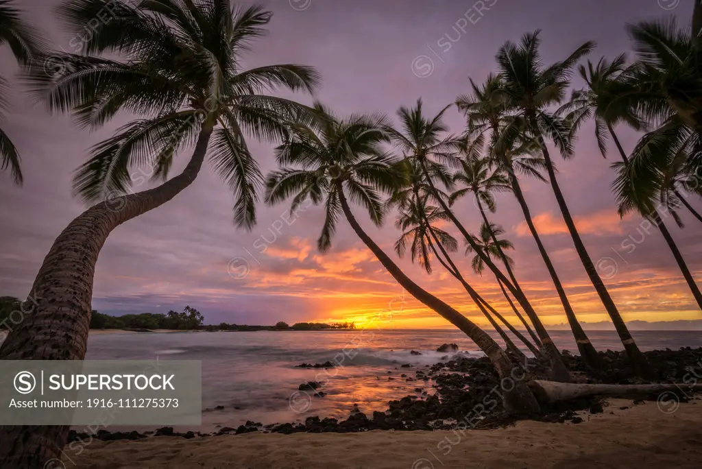 Sunset and coconut palm trees at Makalawena Beach, Kekaha Kai State Park, Kona-Kohala Coast, Big Island of Hawaii.