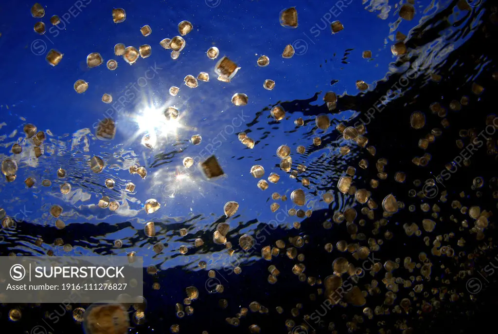 swarm of sea thimble jellyfish or thimble sea jelly, Linuche unguiculata, produce larvae known as sea lice, which sting and cause itching rash, Isla Mujeres, Mexico caribbean sea