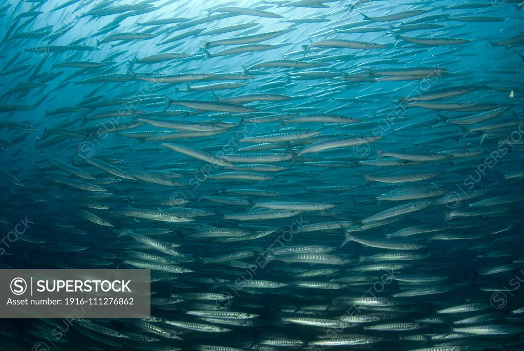 Large school of mexican barracuda, Sphyraena ensis near Los Cabos Baja California Sea of Cortez Mexico