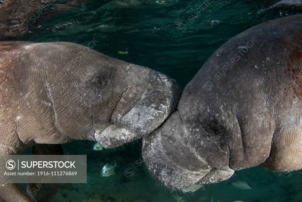 manatee couple, Trichechus manatus manatus, Captive Yucatan peninsula Mexico