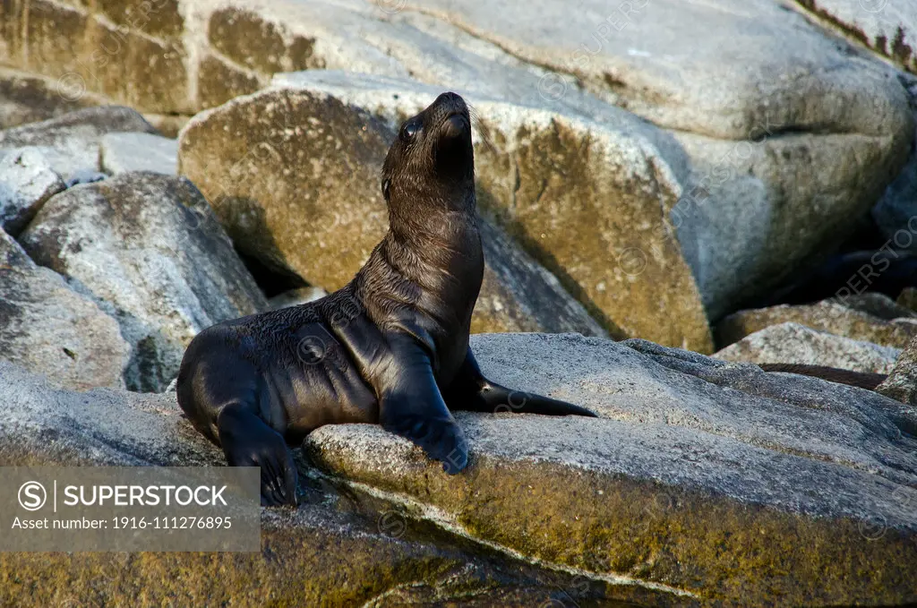 baby California sea lion, zalophus californianus, grooming at sunset in Angel de la Guarda island, sea of cortez Baja California Mexico