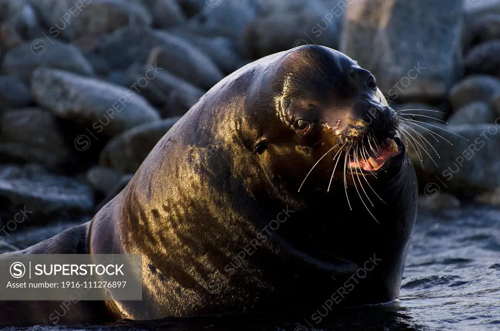 Sea Lion outlet original photograph from Sea of Cortez - varioius sizes available - printed on Aluminum! Ready to hang - Nautical Decor